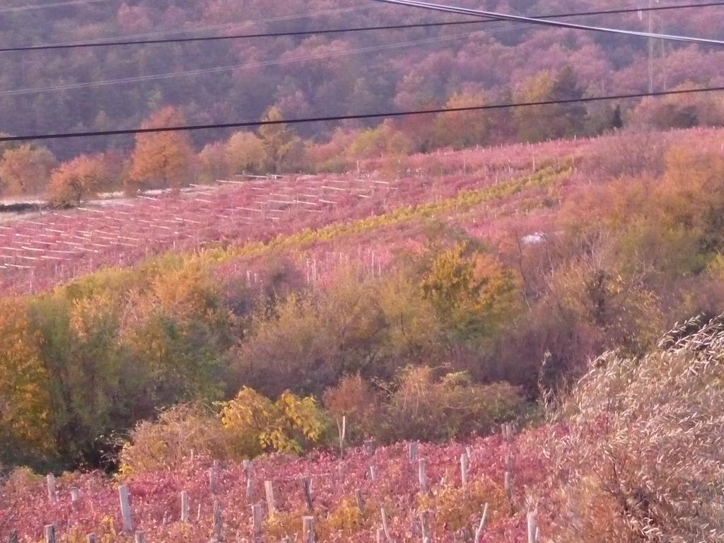 Rozina Vacation House Pliskovica المظهر الخارجي الصورة